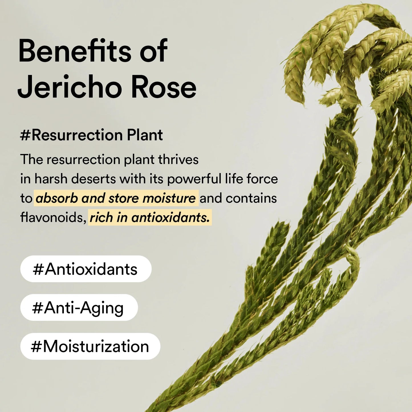 COLLAGEN EYE PATCH JERICHO ROSE JELLY